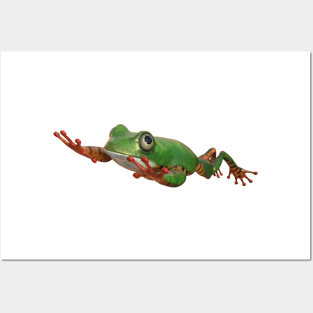 Tiger tree frog in Brazil tropical amazon rain forest Posters and Art